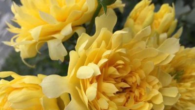 月季花的品种有哪些 月季品种介绍大全