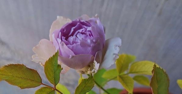 月季花的品种有哪些