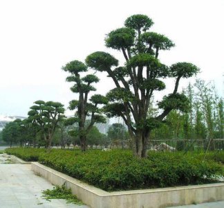 齿叶冬青盆景怎么养 冬青盆栽的养护知识