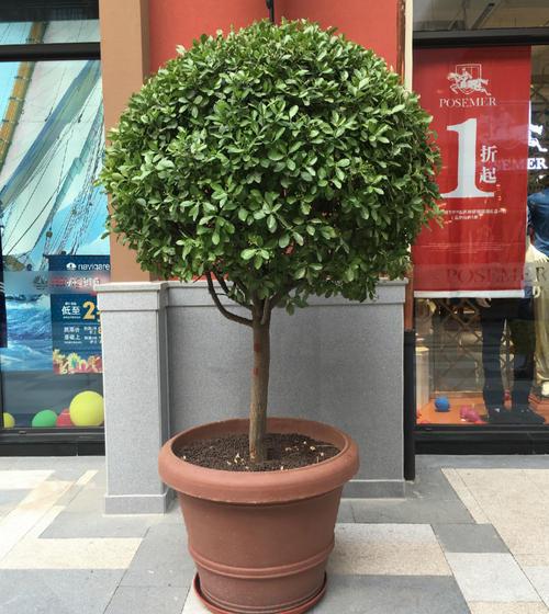 齿叶冬青盆景怎么养