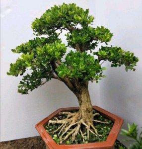 黄杨木盆景怎么养 盆栽黄杨的栽培技术