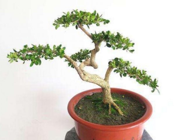 黄杨木盆景怎么养