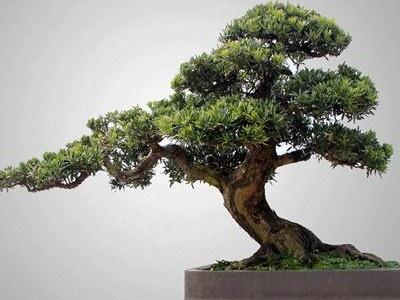 盆景罗汉松怎么养