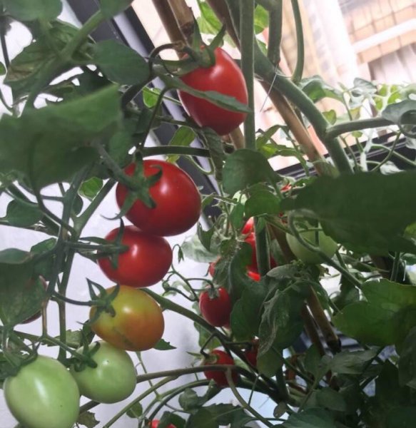番茄苗怎么种植