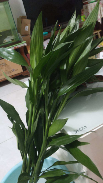 盆栽富贵竹怎么养才好