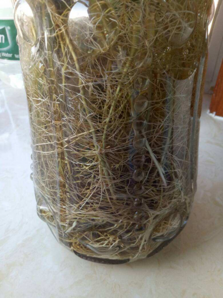 盆栽富贵竹怎么养才好