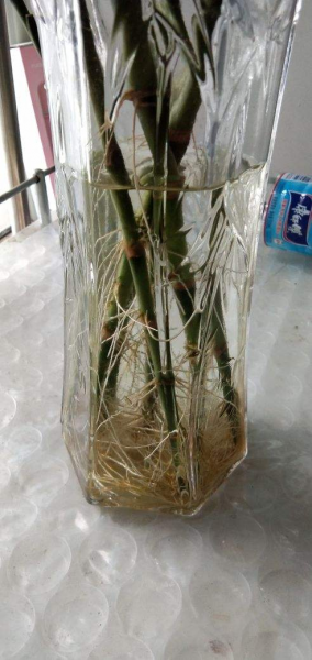 盆栽富贵竹怎么养才好