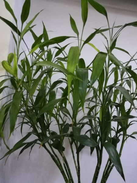 盆栽富贵竹怎么养才好