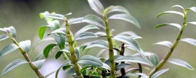石斛在家怎样种植 家庭盆栽石斛栽培技术