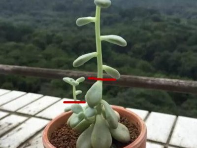 多肉植物剪下来怎么种 多肉剪枝移栽方法