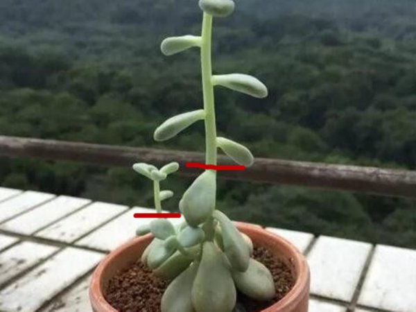 多肉植物剪下来怎么种