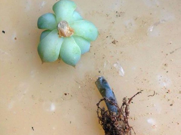 多肉植物剪下来怎么种