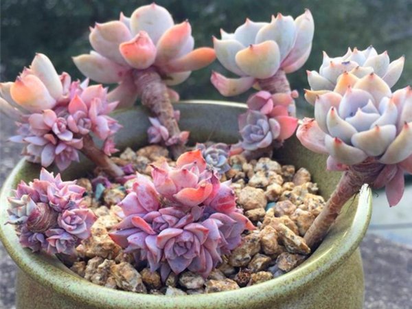 多肉植物剪下来怎么种