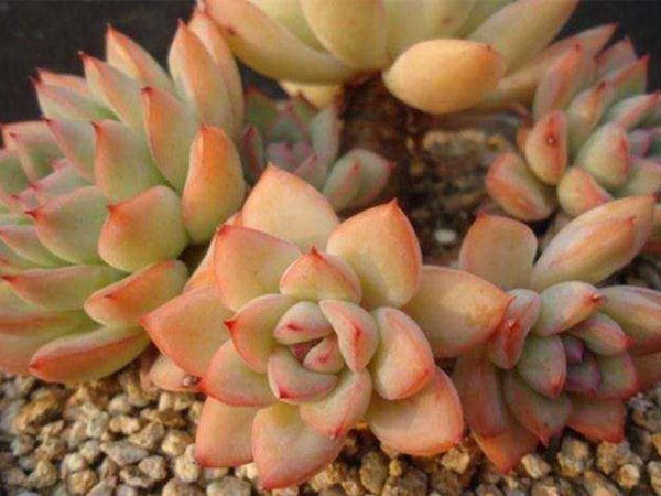 多肉植物剪下来怎么种