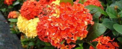 龙船花怎么修剪 盆栽龙船花养护要点