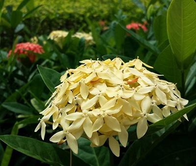 龙船花怎么修剪