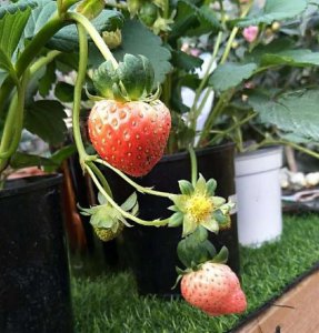 盆栽草莓在家怎么养 草莓养护的正确方法
