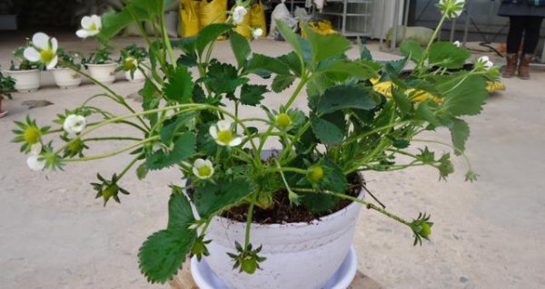 盆栽草莓在家怎么养
