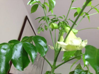 家里种什么盆栽植物最好 盘点六种适合家养的花卉