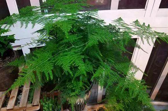 家里种什么盆栽植物最好