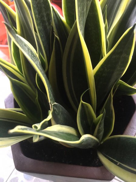 家里种什么盆栽植物最好