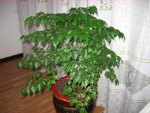 家里种什么盆栽植物最好