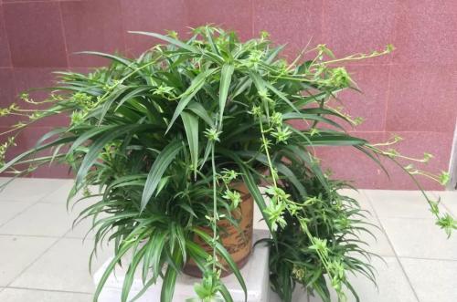 家里种什么盆栽植物最好