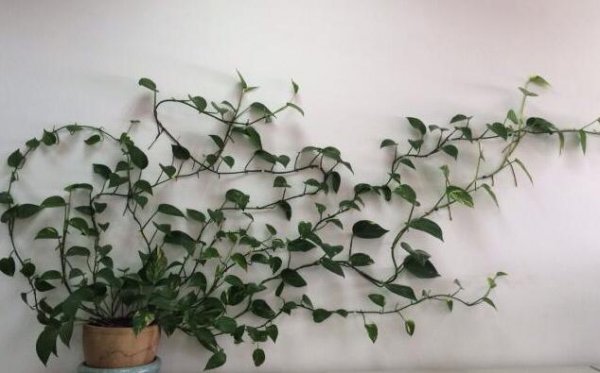 家里种什么盆栽植物最好