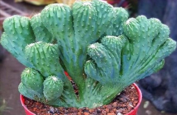玉麒麟盆栽好养吗