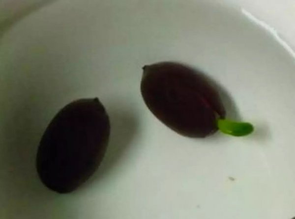四季莲怎么种植