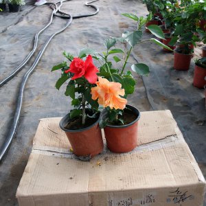 扶桑花如何养殖 扶?；ㄅ柙匝ぶ?/></i><h2>扶?；ㄈ绾窝?扶?；ㄅ柙匝ぶ?/h2><p>跟大家聊一聊扶?；ㄈ绾窝澈头錾；ㄅ柙匝ぶ兜幕ɑú莶莼疤猓酉吕捶窒硐晗改谌?。扶?；ㄎ蹩瞥Ｂ檀蠊嗄?，原产地在中国，在古代就是一种</p></a></li>
            <li><a href=
