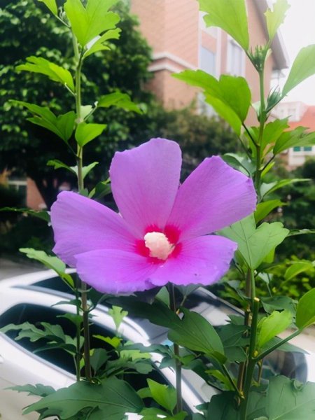 扶桑花如何养殖