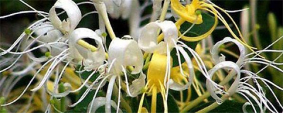 盆栽金银花怎么养 金银花种植技术与栽培管理