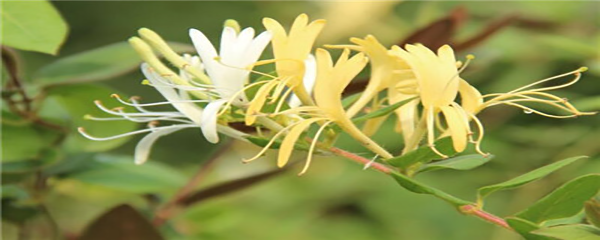 盆栽金银花怎么养