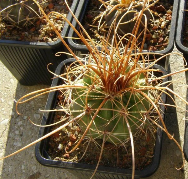 仙人掌类植物有哪些