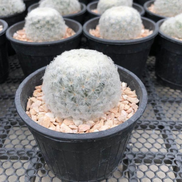 仙人掌类植物有哪些
