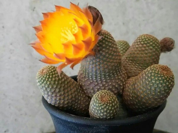 仙人掌类植物有哪些