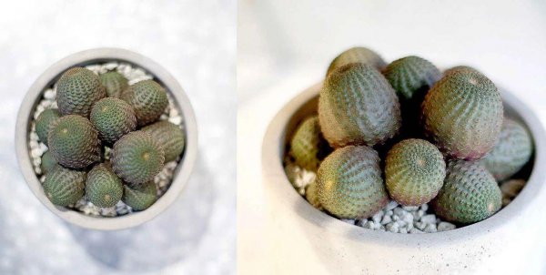 仙人掌类植物有哪些