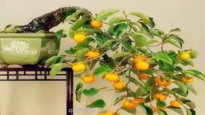 柿子树苗怎么培植 盆栽柿子树的养护和注意事项