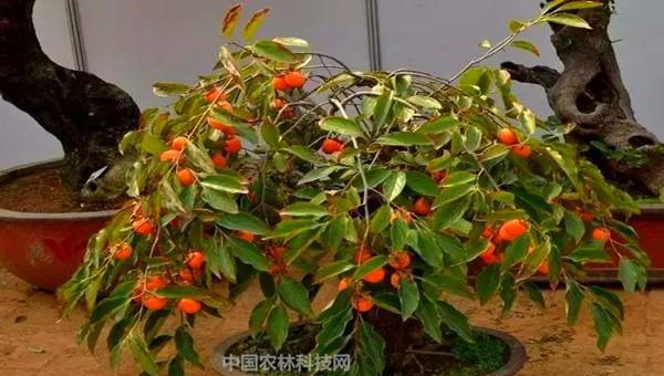柿子树苗怎么培植