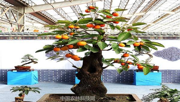柿子树苗怎么培植