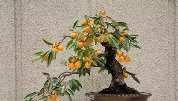 柿子树苗怎么培植