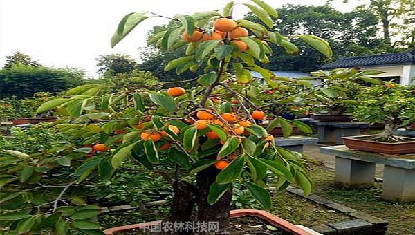 柿子树苗怎么培植