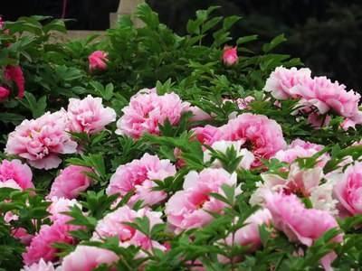 牡丹花怎么养