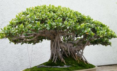 怎样养榕树盆景 详解榕树的养护知识