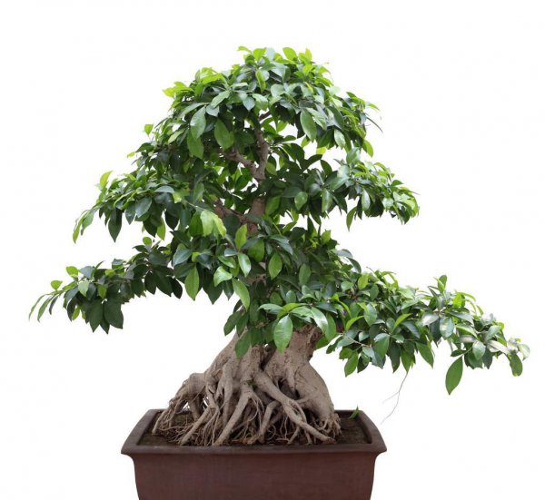 怎样养榕树盆景