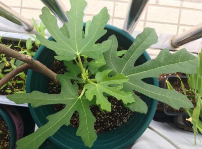 无花果树怎么种植 无花果树盆栽的栽培与管理