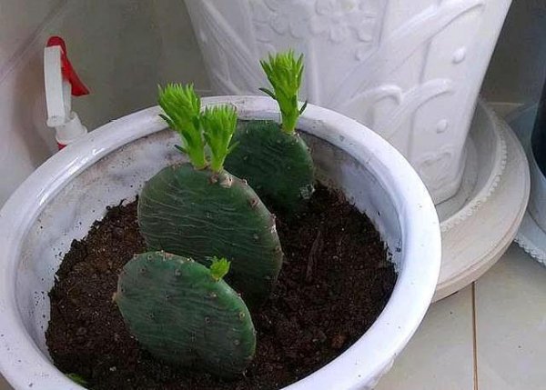 盆栽仙人掌怎么养