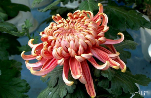 菊花品种有哪些