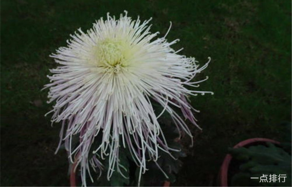 菊花品种有哪些